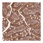 Merck Anti-SYMPK antibody produced in rabbit