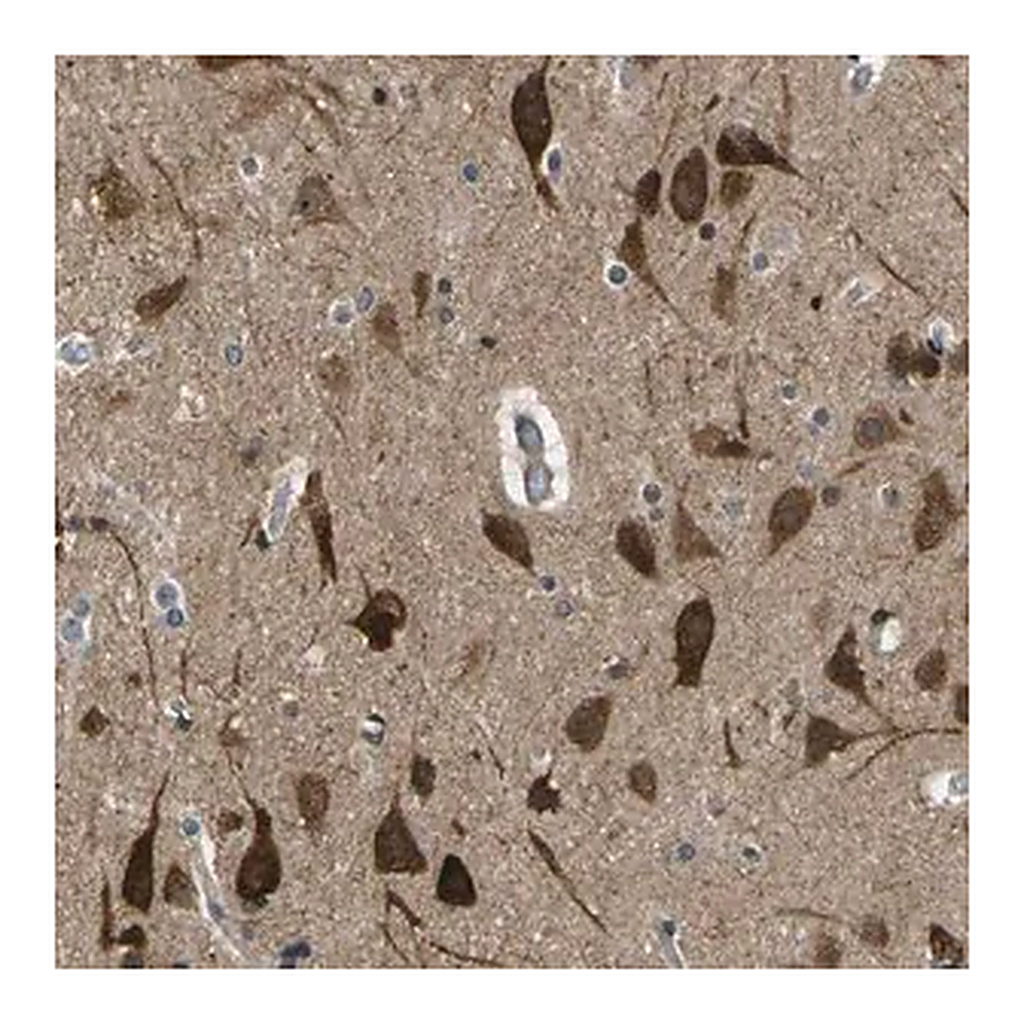 Merck Anti-KCTD10 antibody produced in rabbit