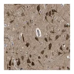Merck Anti-KCTD10 antibody produced in rabbit