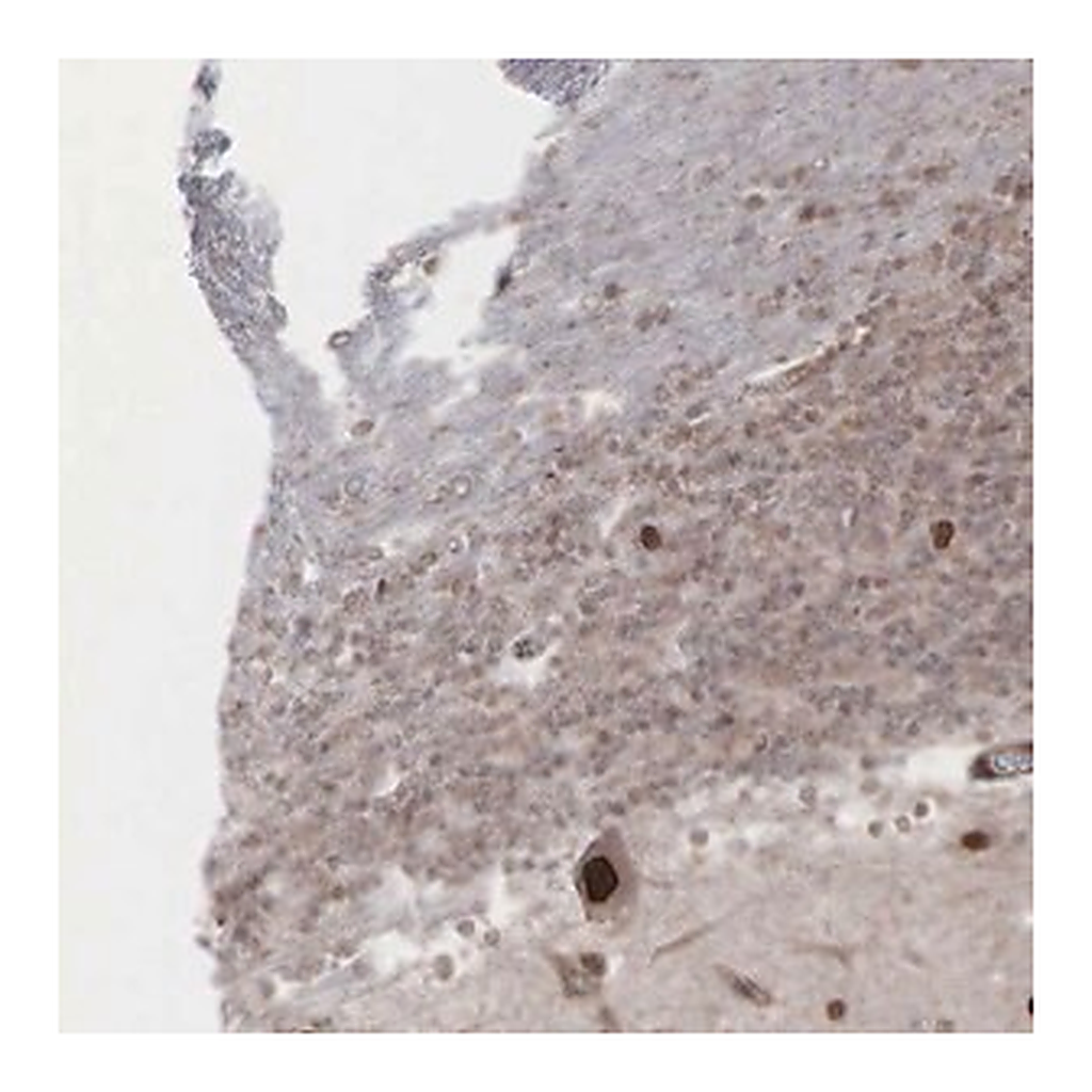 Merck Anti-GPRASP1 antibody produced in rabbit