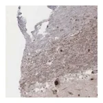 Merck Anti-GPRASP1 antibody produced in rabbit