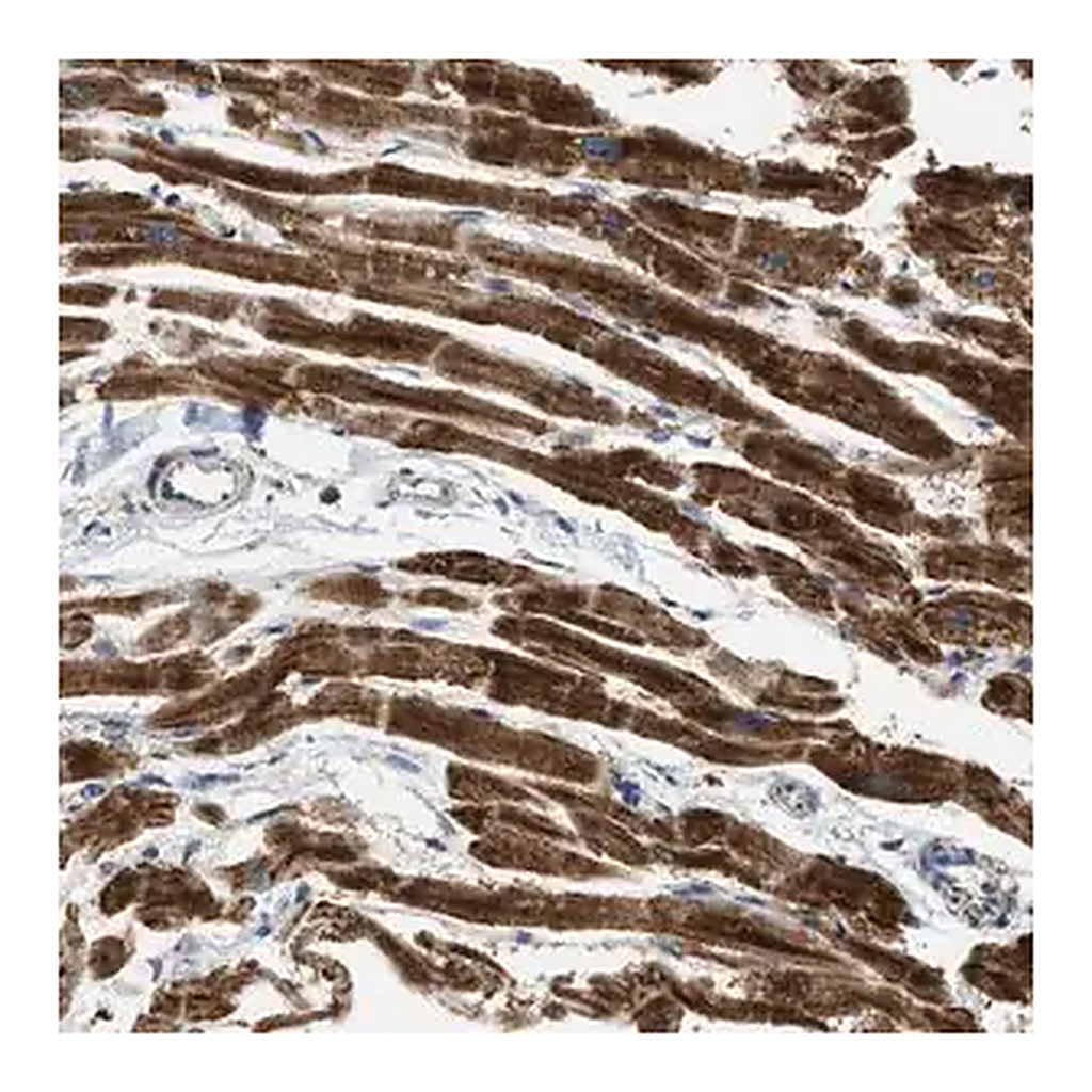 Merck Anti-C21orf33 antibody produced in rabbit
