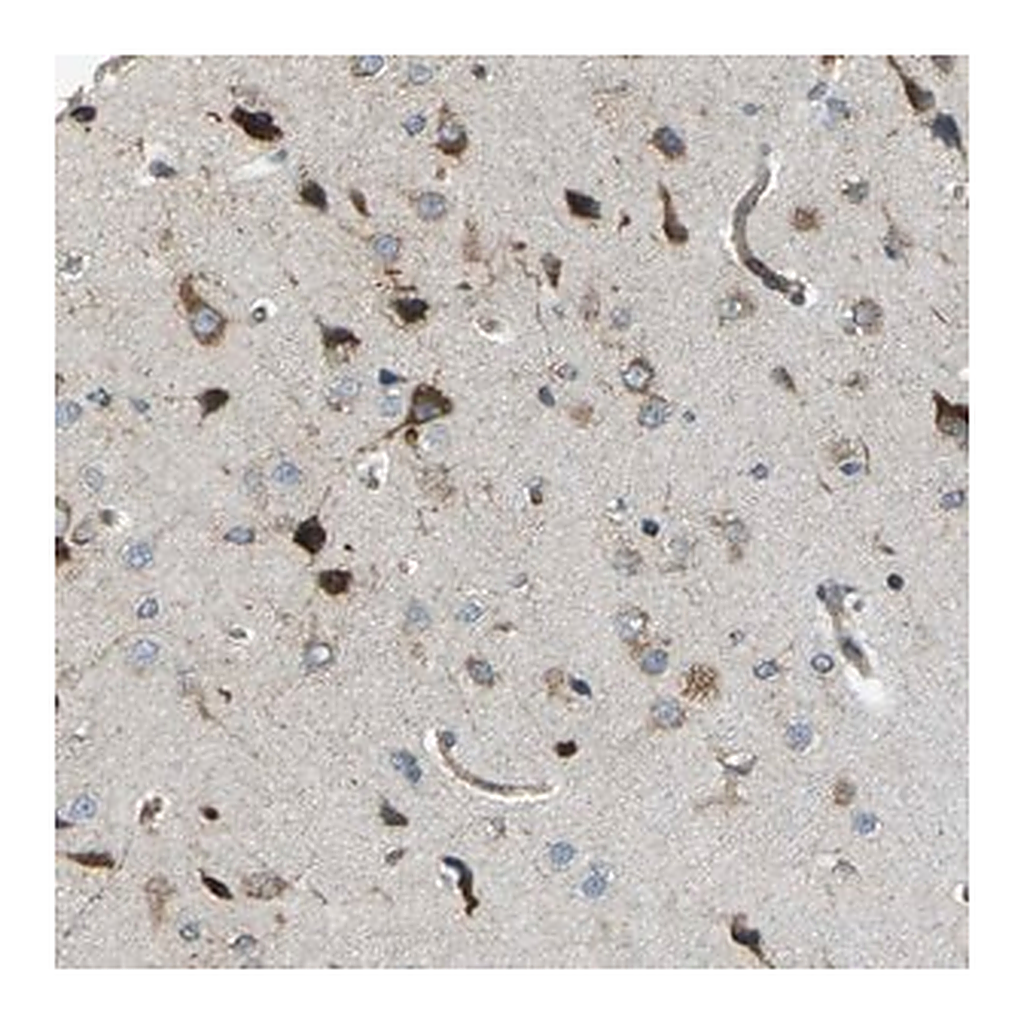 Merck Anti-CELSR2 antibody produced in rabbit