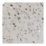 Merck Anti-CELSR2 antibody produced in rabbit