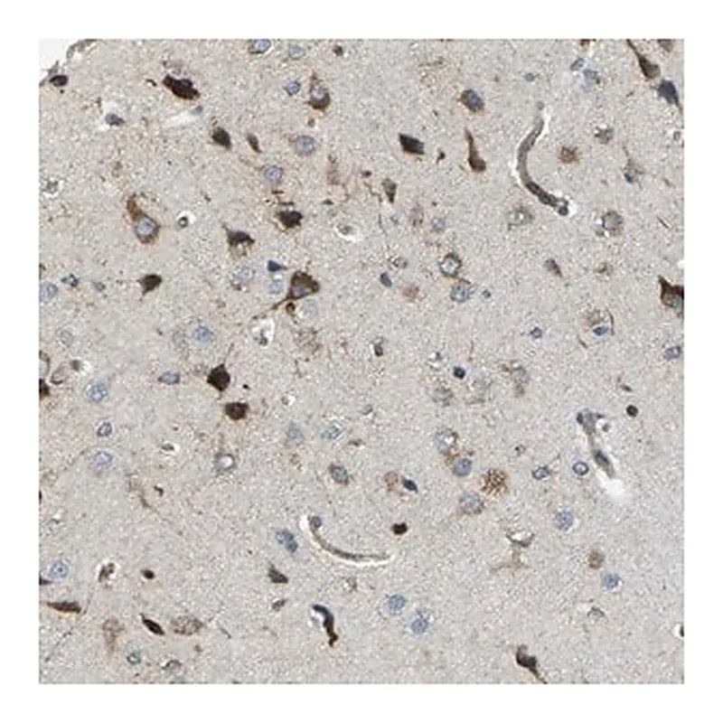 Merck Anti-CELSR2 antibody produced in rabbit