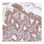 Merck Anti-KIF16B antibody produced in rabbit