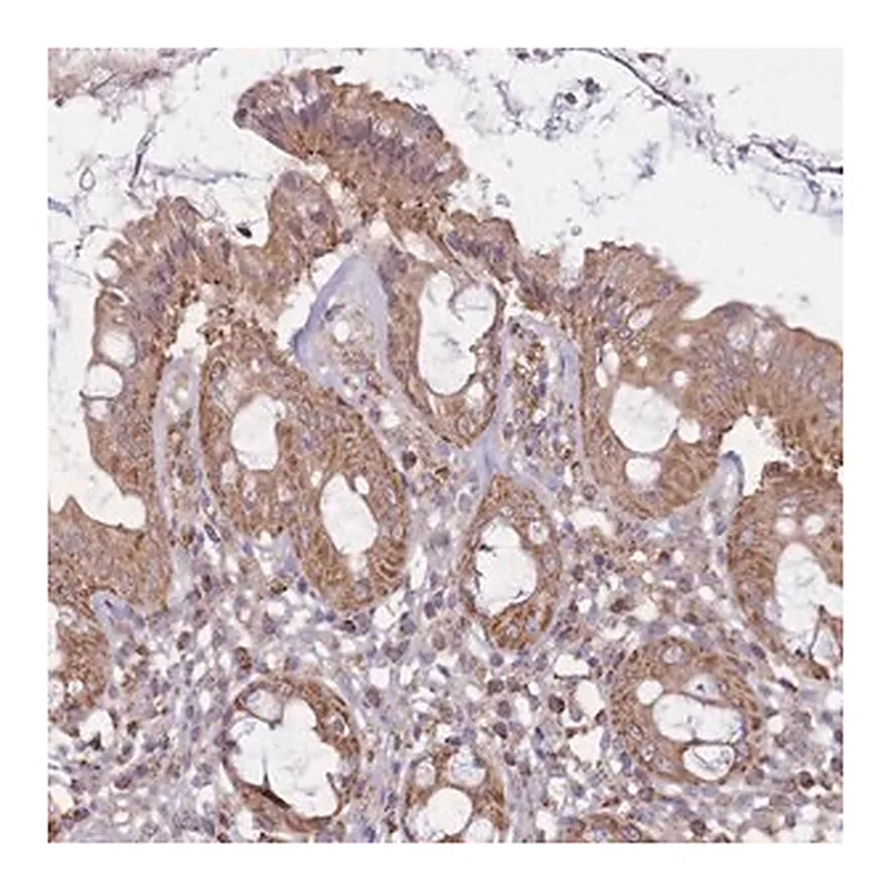 Merck Anti-KIF16B antibody produced in rabbit
