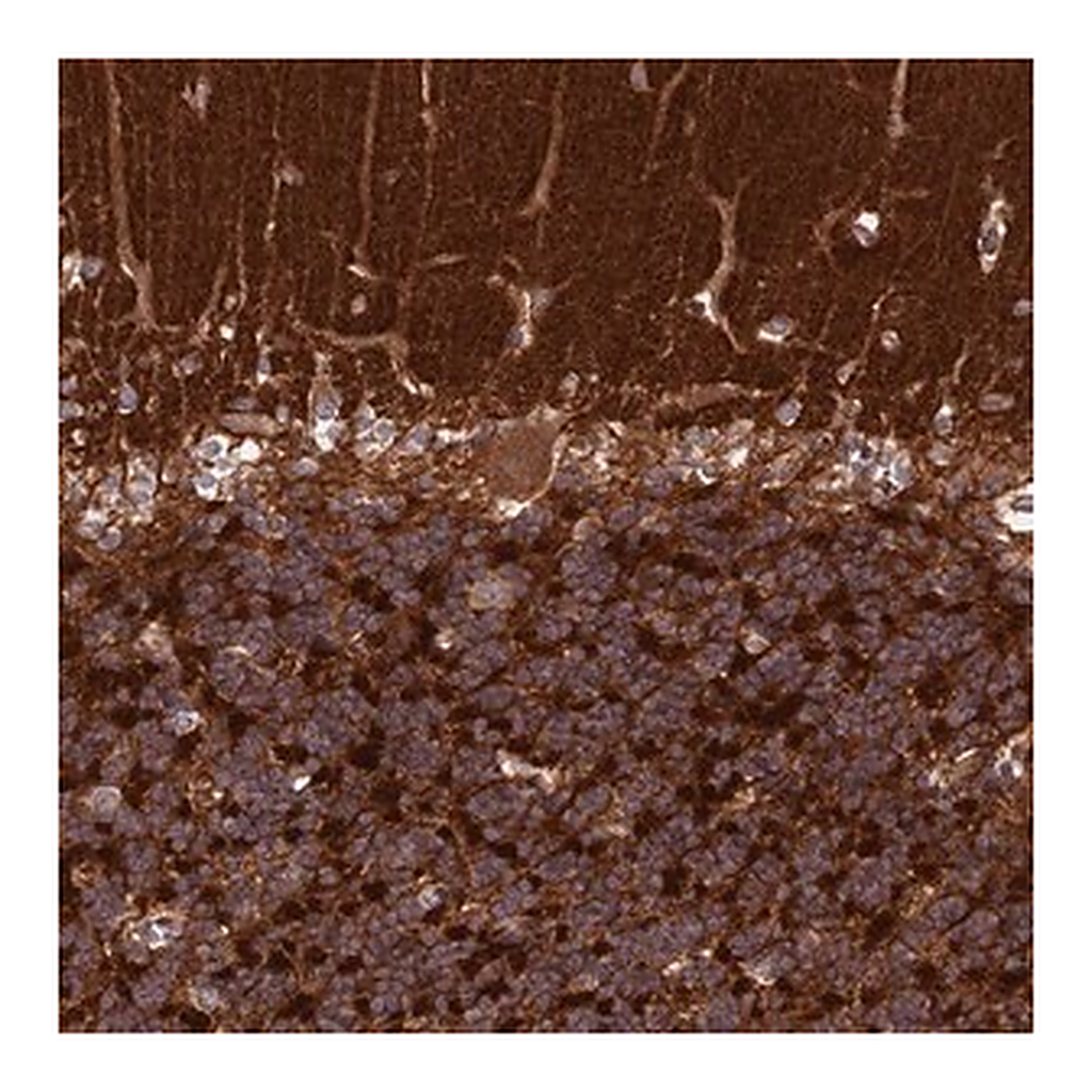 Merck Anti-IGLON5 antibody produced in rabbit