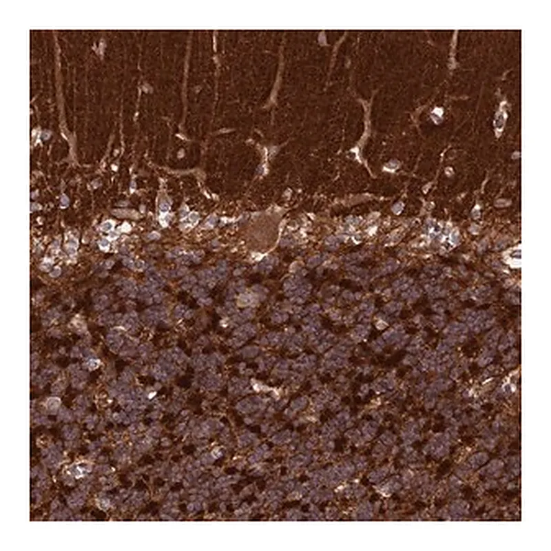 Merck Anti-IGLON5 antibody produced in rabbit
