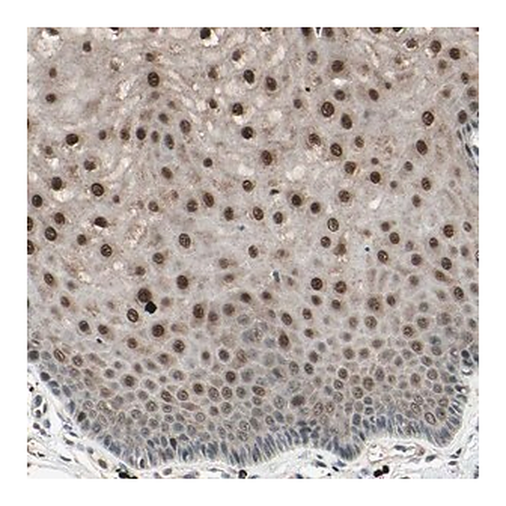 Merck Anti-NUAK2 antibody produced in rabbit