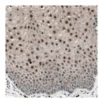 Merck Anti-NUAK2 antibody produced in rabbit