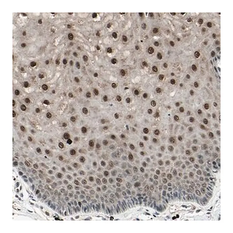 Merck Anti-NUAK2 antibody produced in rabbit