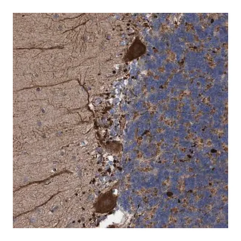 Merck Anti-BBS9 antibody produced in rabbit