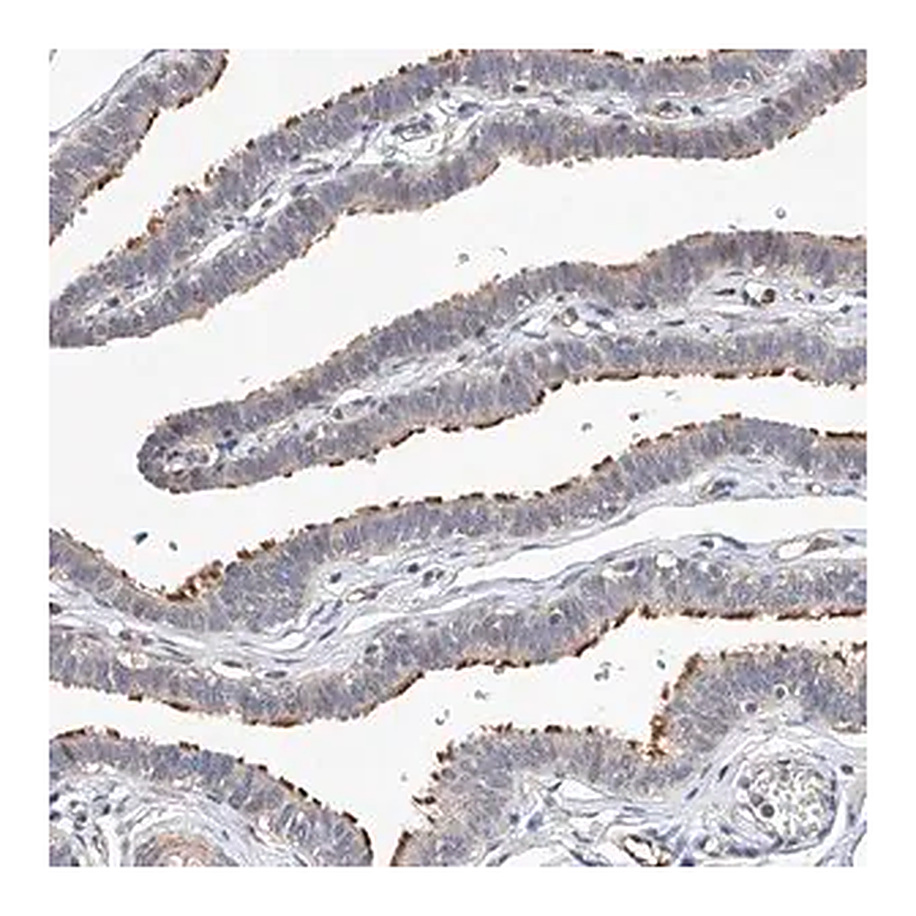Merck Anti-LACE1 antibody produced in rabbit