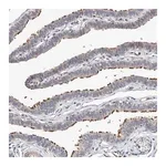 Merck Anti-LACE1 antibody produced in rabbit