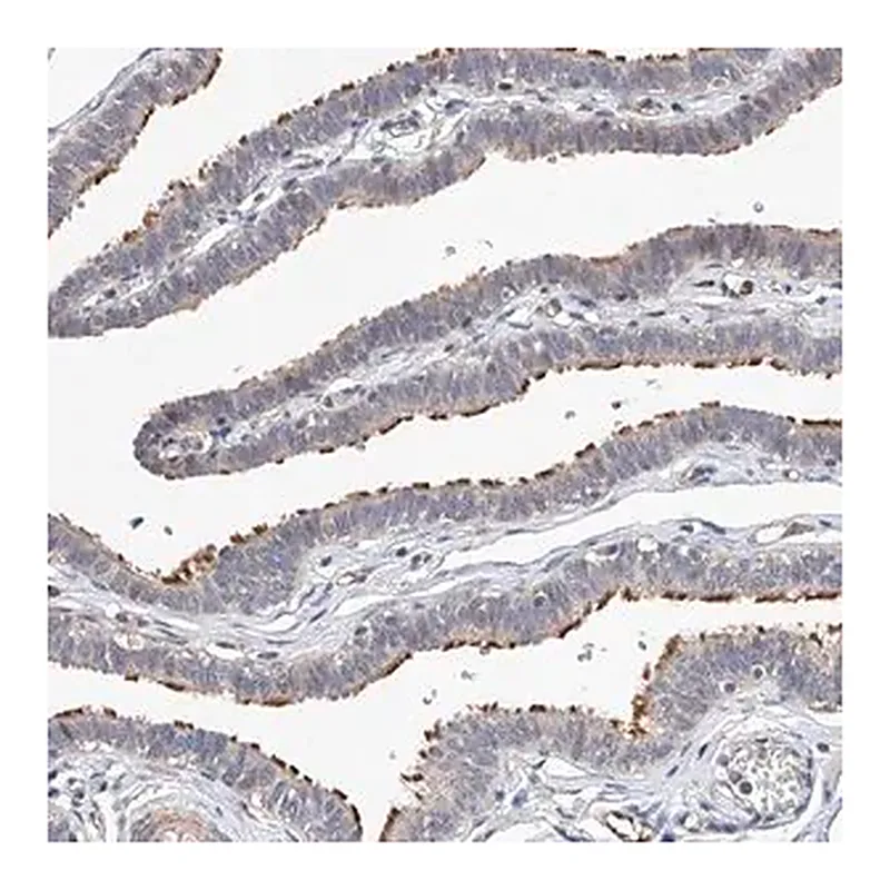 Merck Anti-LACE1 antibody produced in rabbit