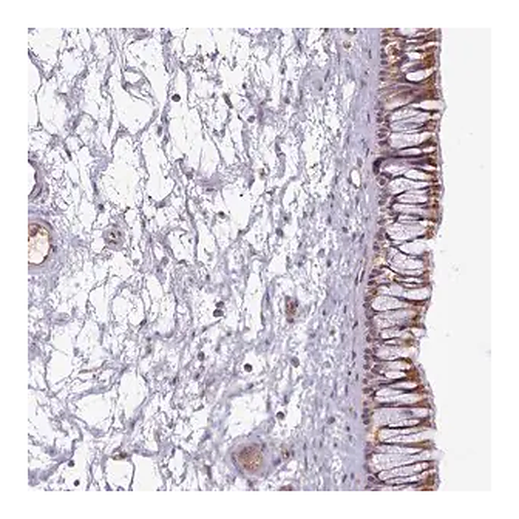 Merck Anti-C1QTNF5 antibody produced in rabbit