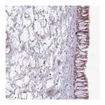 Merck Anti-C1QTNF5 antibody produced in rabbit