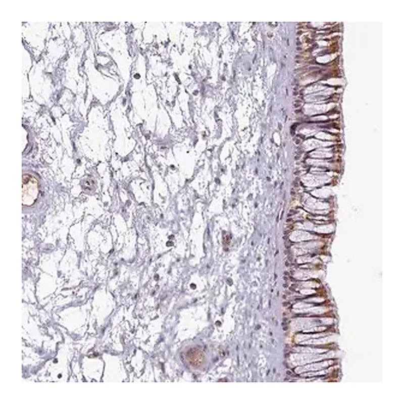 Merck Anti-C1QTNF5 antibody produced in rabbit