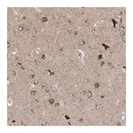 Merck Anti-RPP40 antibody produced in rabbit