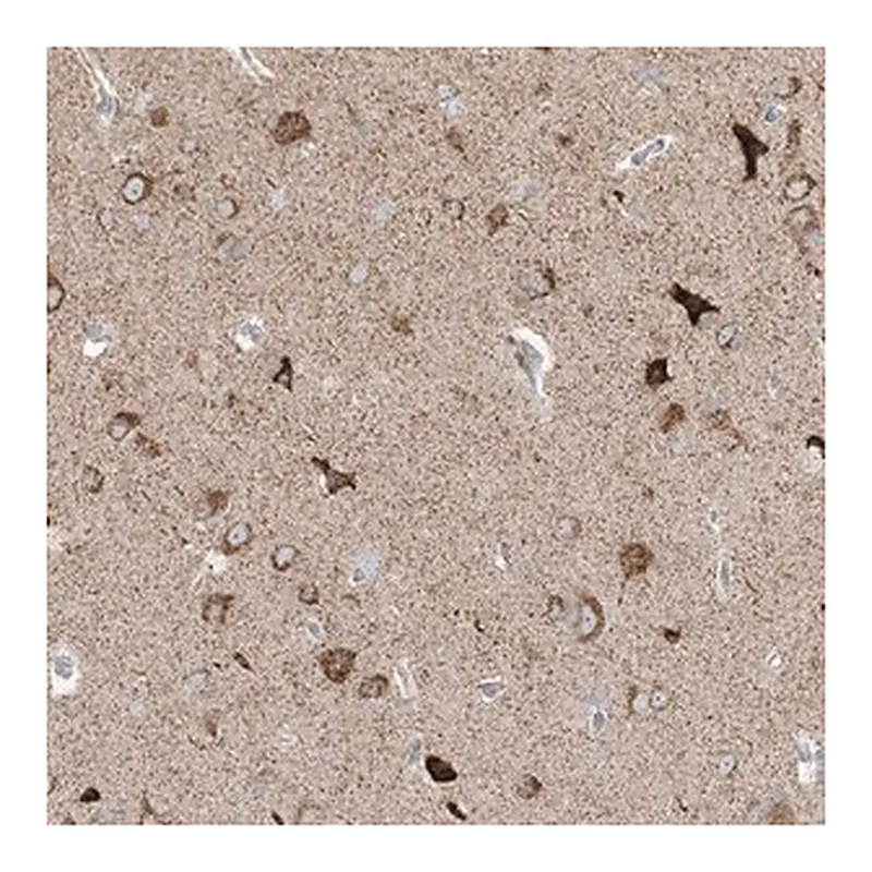 Merck Anti-RPP40 antibody produced in rabbit