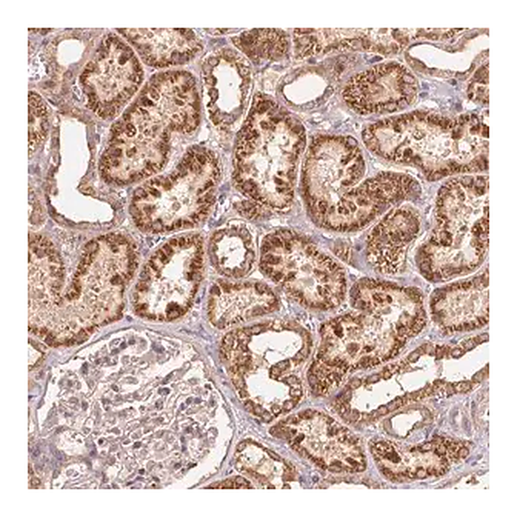 Merck Anti-WBP2 antibody produced in rabbit