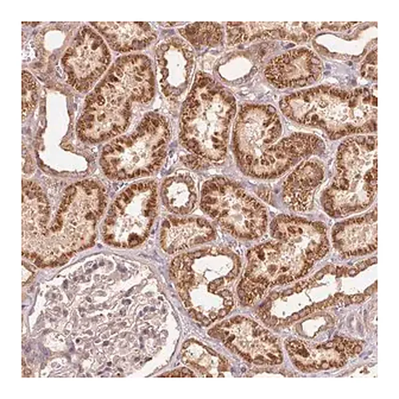 Merck Anti-WBP2 antibody produced in rabbit