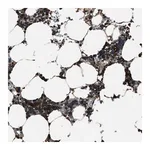 Merck Anti-TRIM4 antibody produced in rabbit