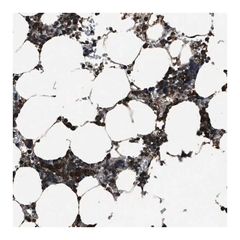 Merck Anti-TRIM4 antibody produced in rabbit
