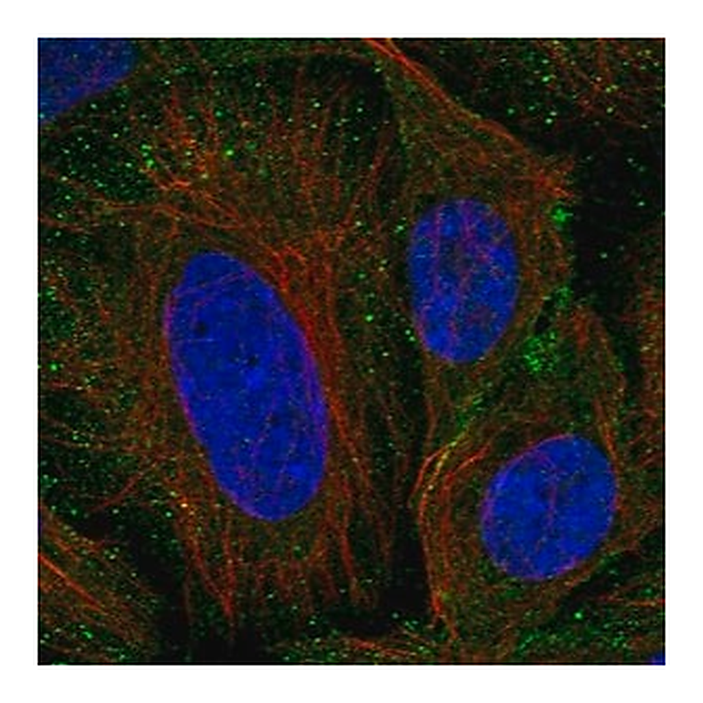 Merck Anti-SEM1 antibody produced in rabbit