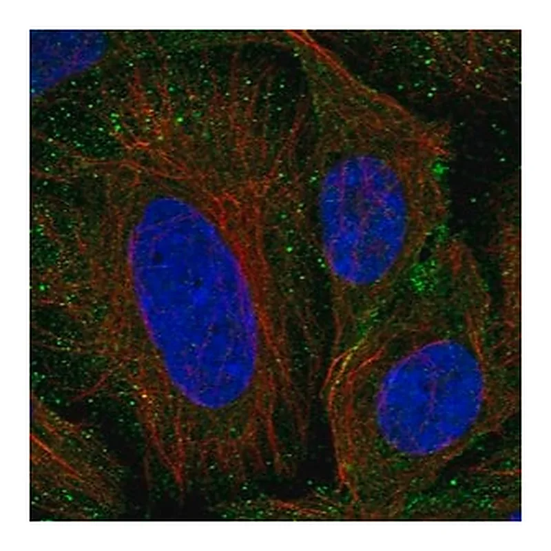 Merck Anti-SEM1 antibody produced in rabbit