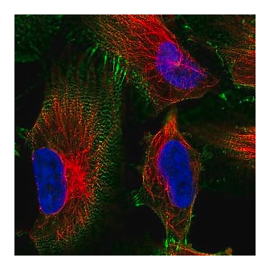 Merck Anti-MACF1 antibody produced in rabbit