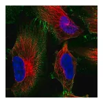Merck Anti-MACF1 antibody produced in rabbit
