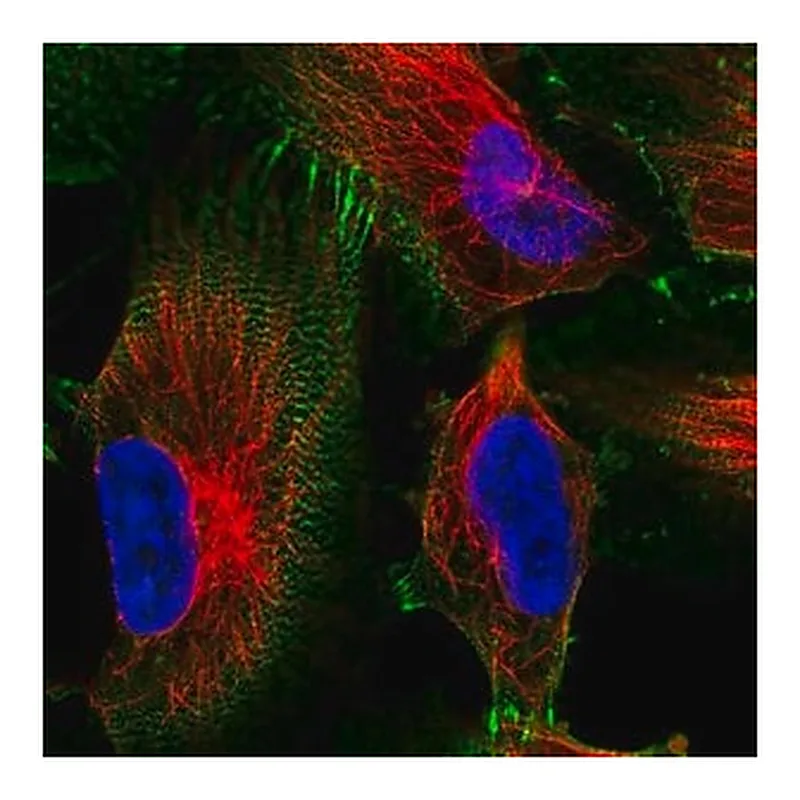 Merck Anti-MACF1 antibody produced in rabbit