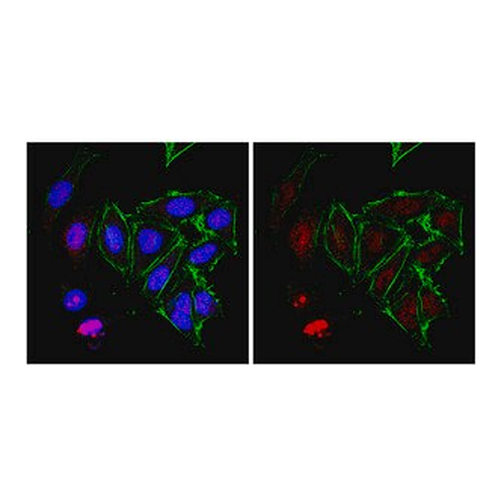 Merck Anti-RNA polymerase II subunit B1 Antibody, clone 4F8