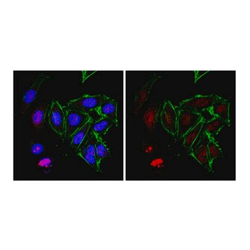 Merck Anti-RNA polymerase II subunit B1 Antibody, clone 4F8