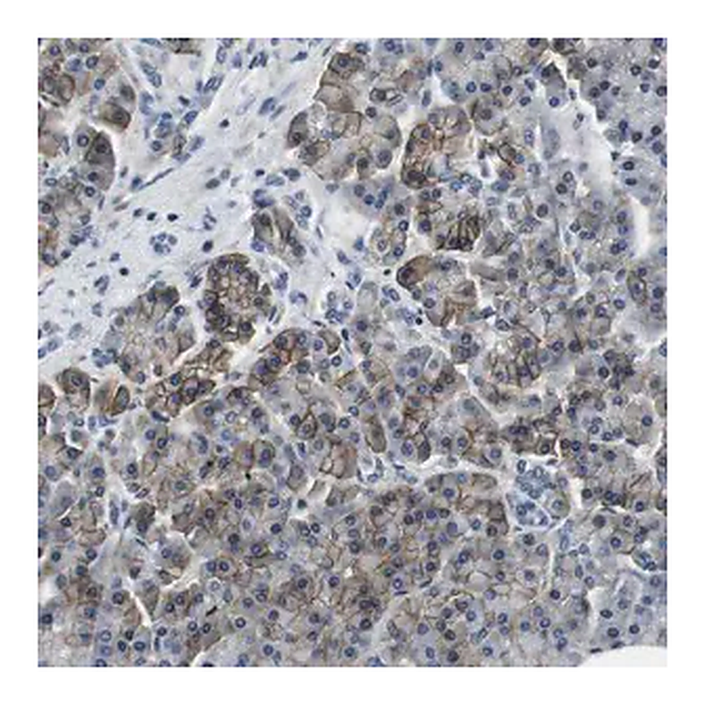 Merck Anti-KCNJ5 antibody produced in rabbit