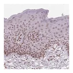 Merck Anti-TMEM175 antibody produced in rabbit