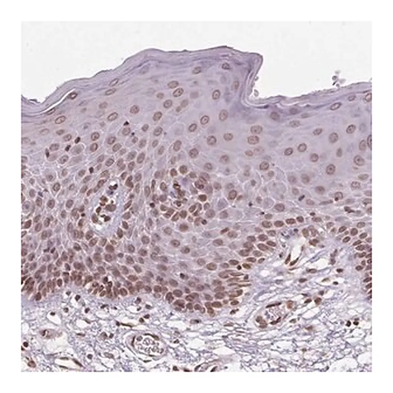 Merck Anti-TMEM175 antibody produced in rabbit