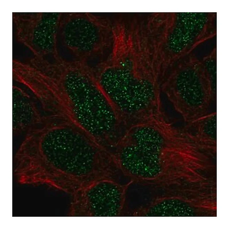 Merck Anti-EN2 antibody produced in rabbit