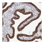 Merck Anti-SLC20A2 antibody produced in rabbit