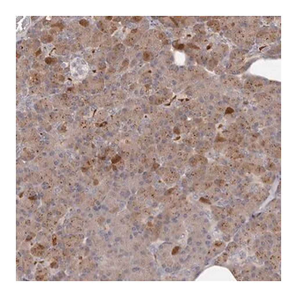 Merck Anti-ANKRD44 antibody produced in rabbit