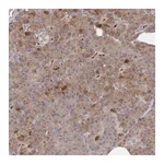 Merck Anti-ANKRD44 antibody produced in rabbit