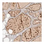 Merck Anti-ITPA antibody produced in rabbit