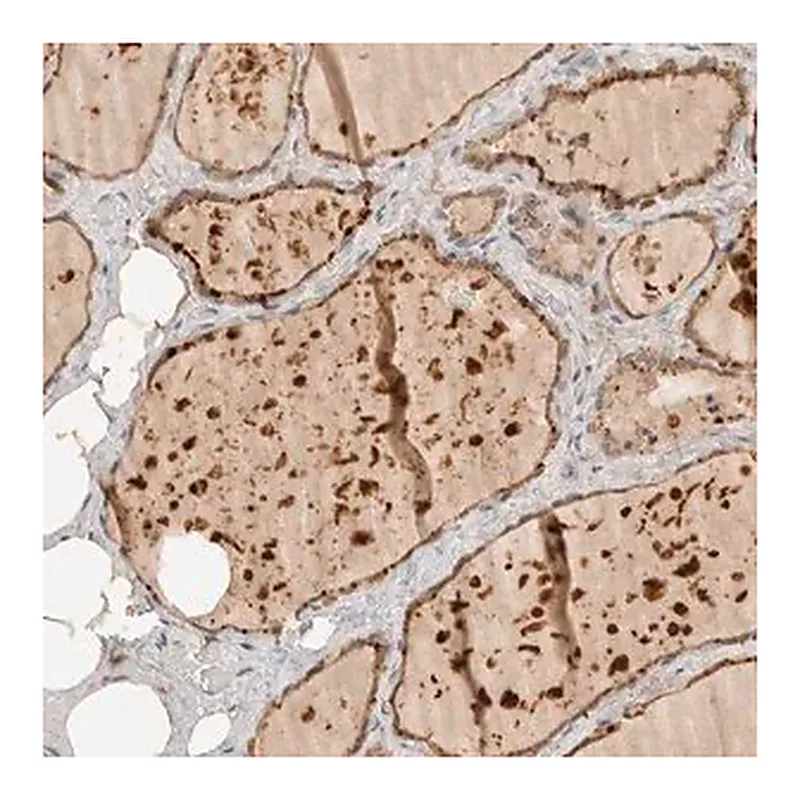 Merck Anti-ITPA antibody produced in rabbit