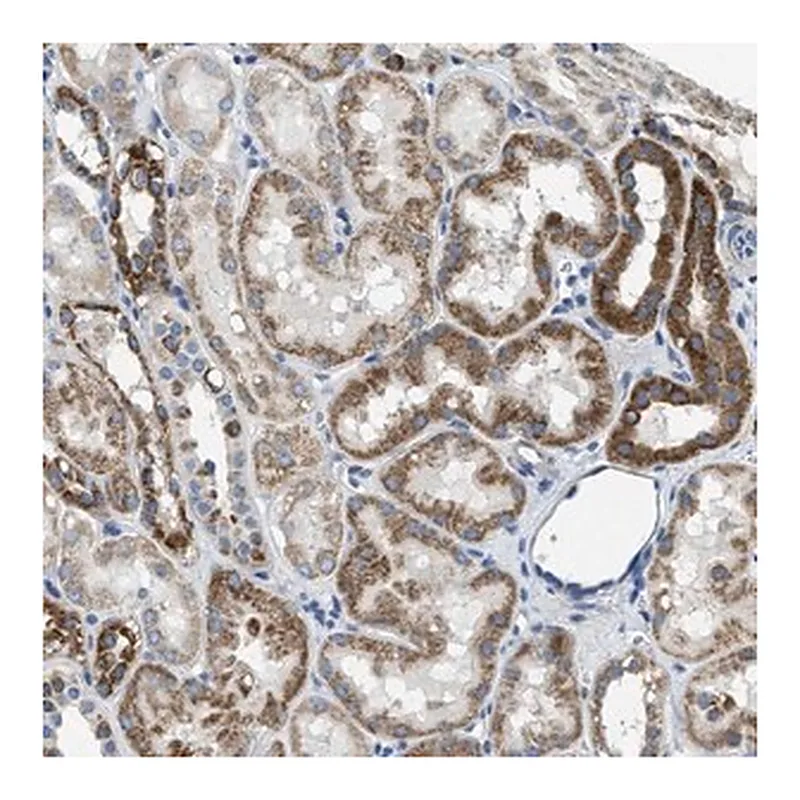 Merck Anti-SLC25A31 antibody produced in rabbit