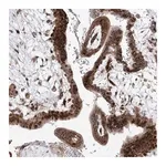 Merck Anti-ARHGAP31 antibody produced in rabbit