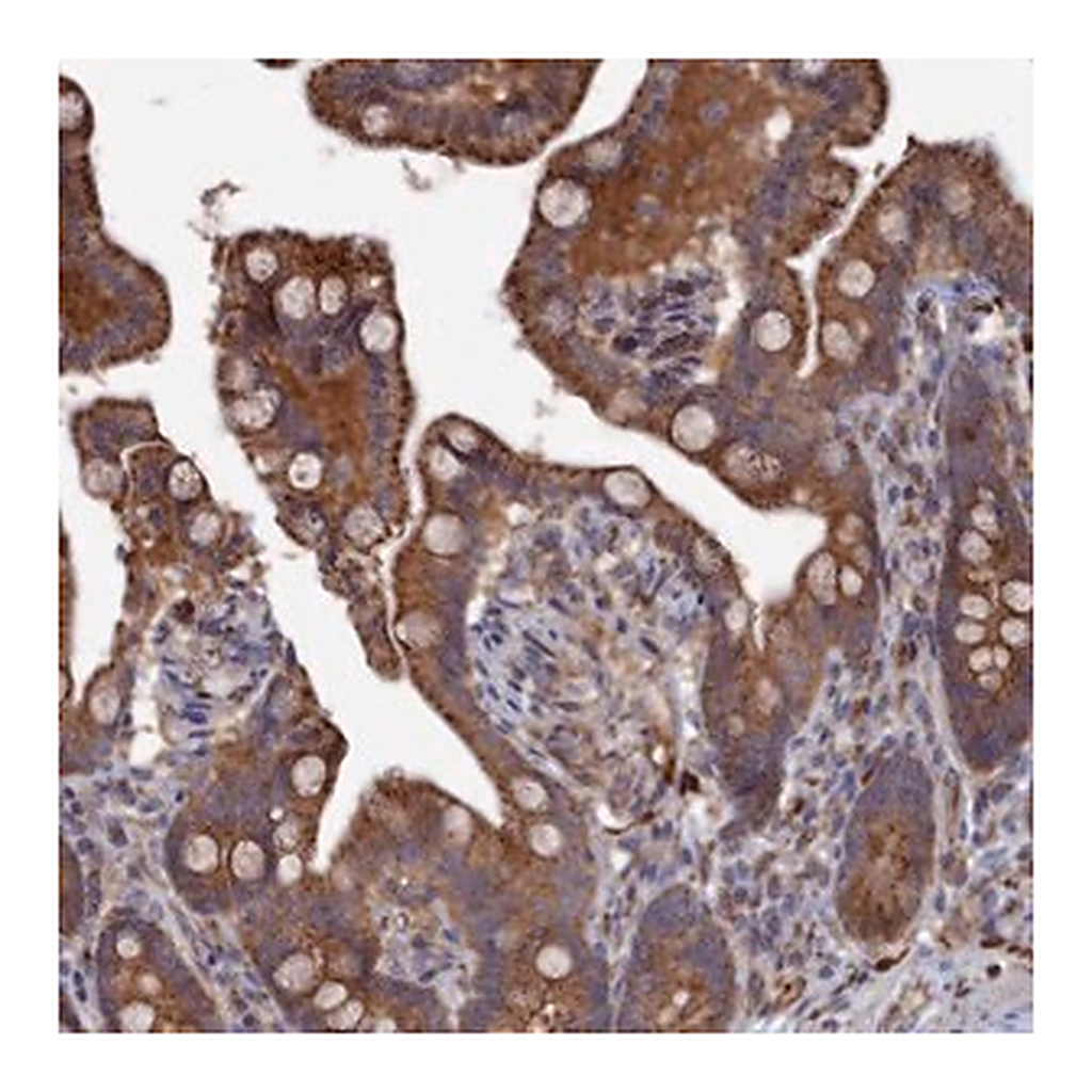 Merck Anti-SMG9 antibody produced in rabbit