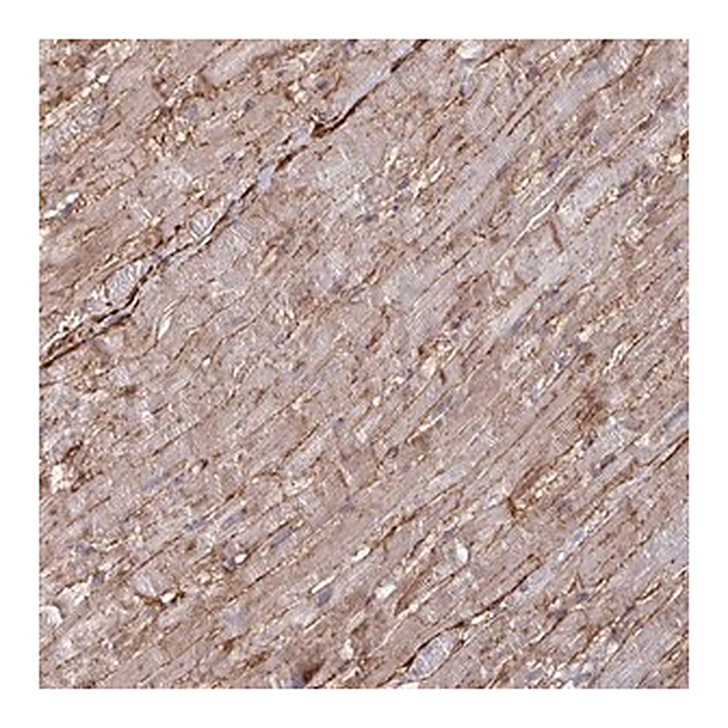 Merck Anti-GJA4 antibody produced in rabbit