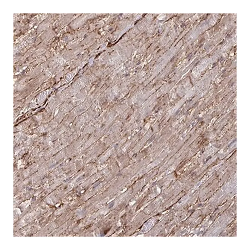 Merck Anti-GJA4 antibody produced in rabbit